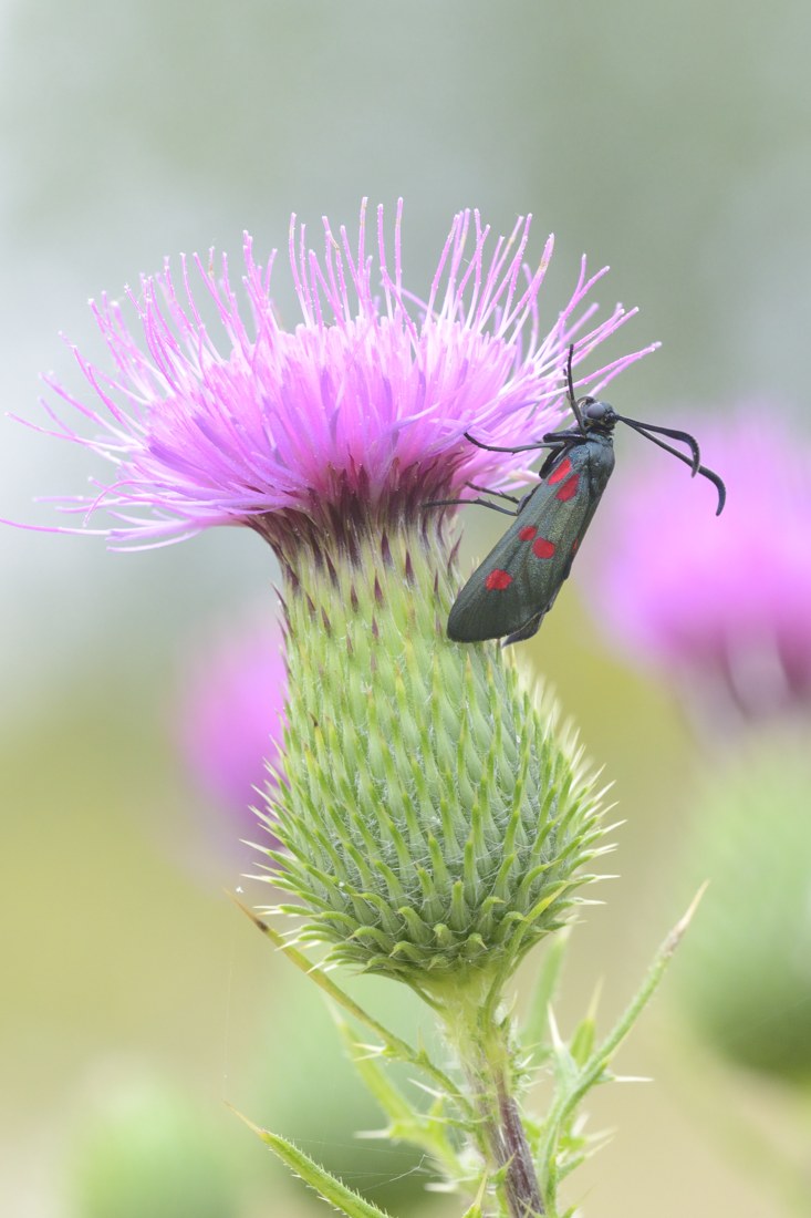 Zygaena da ID